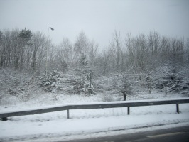 Snow covered trees